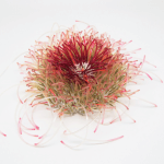 巢 -以首飾創作談同志的愛情與婚姻 羅硯澤創作