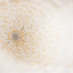 巢 -以首飾創作談同志的愛情與婚姻 羅硯澤創作